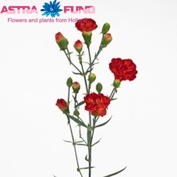 Dianthus tros Candela fotografie