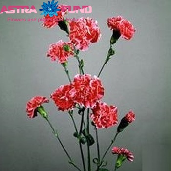 Dianthus tros 'Cerise Royalette' fotografie