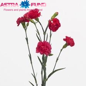 Dianthus tros 'Champs Elysees' fotografie