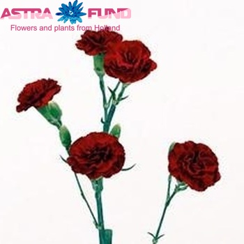 Dianthus tros 'Chateau' fotografie