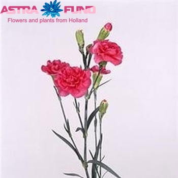 Dianthus tros 'Cherry Fleurette' fotografie
