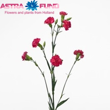 Dianthus tros Cherry Reflection fotografie