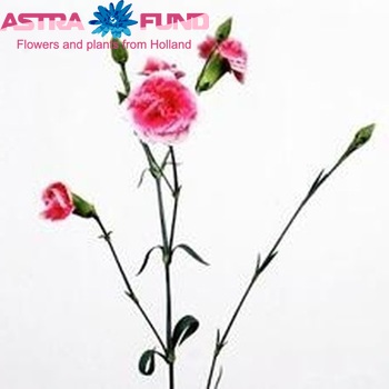 Dianthus tros Cherry Tessino fotografie