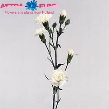 Dianthus tros Cigno fotografie