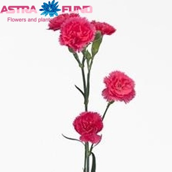 Dianthus tros Claudia fotografie