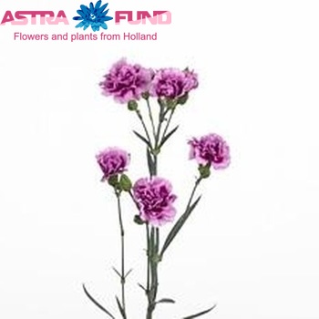 Dianthus tros Coquette fotografie