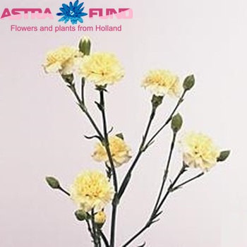 Dianthus tros 'Creme Intermezzo' fotografie