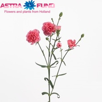 Dianthus tros Emma foto