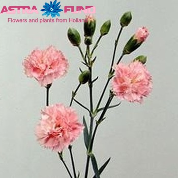 Dianthus tros 'Fantasia' foto