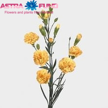 Dianthus tros Golden Yellow foto