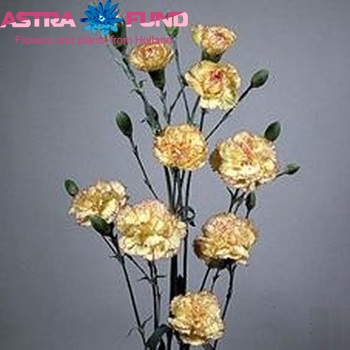 Dianthus tros 'Kissi' foto