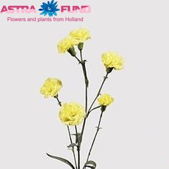 Dianthus tros Lior фото