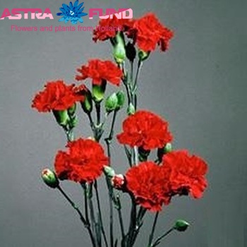 Dianthus tros 'Red Baron' photo