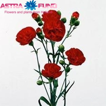 Dianthus tros 'Red Fuego' photo