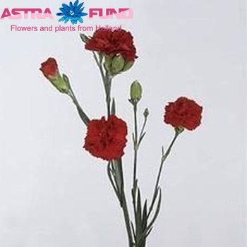 Dianthus tros 'Red Kiss' photo