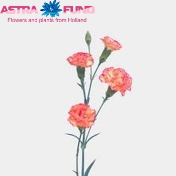 Dianthus tros Reflection photo