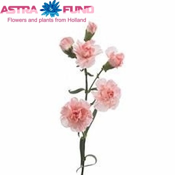 Dianthus tros Rosabebe photo