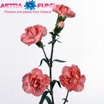 Dianthus tros 'Salmon Prestige' photo