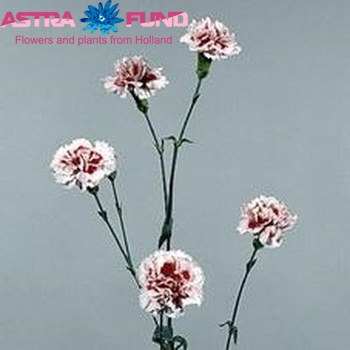 Dianthus tros 'Scarlet Elegance' foto