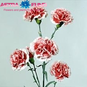 Dianthus tros Scarlet Queen foto
