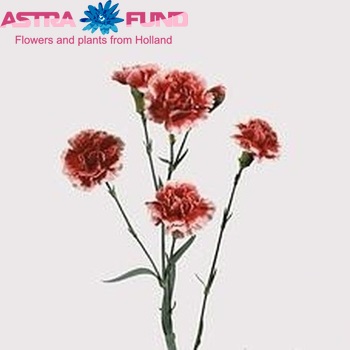 Dianthus tros Scarlette foto
