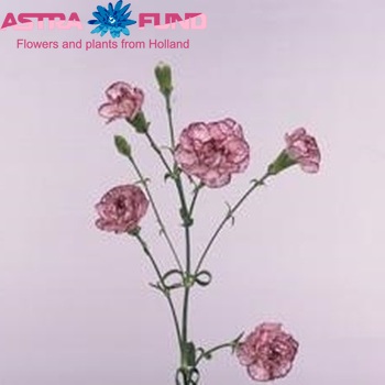 Dianthus tros 'Spectro' foto