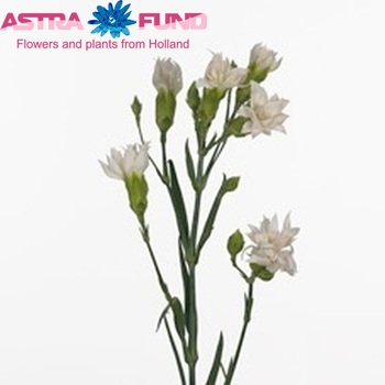 Dianthus tros Star Rosa Tessino photo