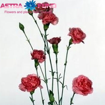 Dianthus tros Stefanie photo