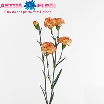 Dianthus tros 'Sunny Yara' photo