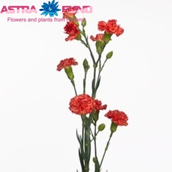 Dianthus tros 'Sunshine' photo