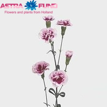 Dianthus tros Super Trendy Tessino photo