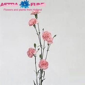 Dianthus tros 'Suprema' photo