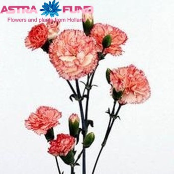 Dianthus tros 'Target' photo