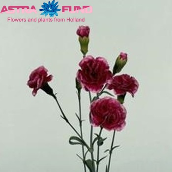 Dianthus tros 'Tessino' photo