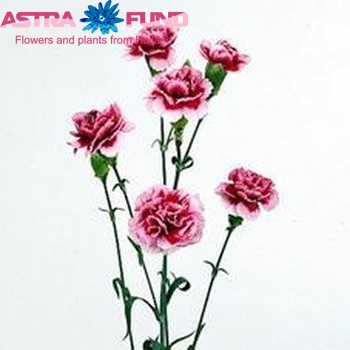 Dianthus tros Tia Maria photo