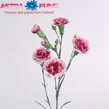 Dianthus tros Trendy Tessino photo