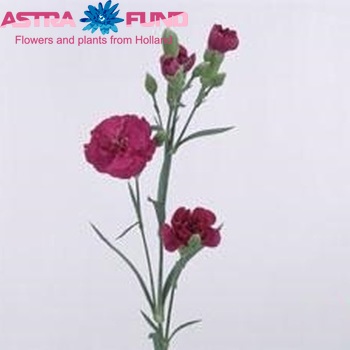 Dianthus tros 'Vega' foto