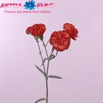 Dianthus tros Veleta foto