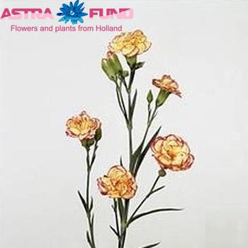 Dianthus tros Vera foto