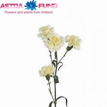 Dianthus tros Via Lattea foto