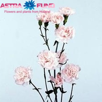 Dianthus tros 'West Pink' foto