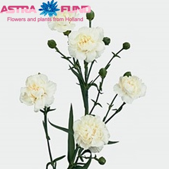 Dianthus tros 'Westcrystal' foto