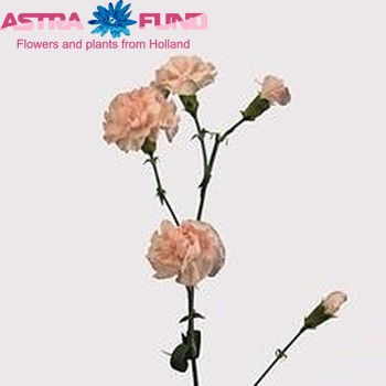 Dianthus tros 'Westdiamond' foto