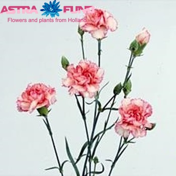 Dianthus tros 'Westflame' foto
