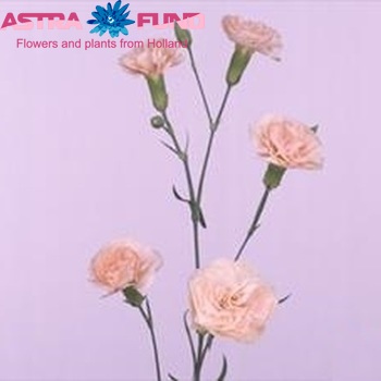 Dianthus tros 'Westpeachy' foto