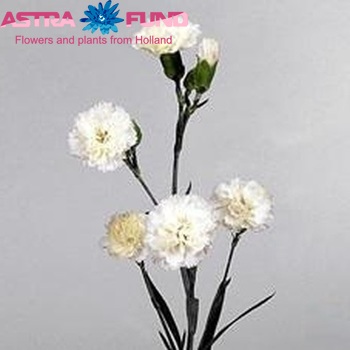 Dianthus tros White Ashley foto