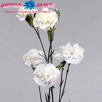 Dianthus tros White Barbara foto