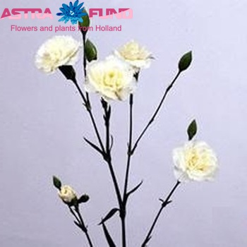 Dianthus tros White Natila foto