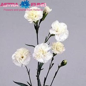 Dianthus tros White Prestige foto