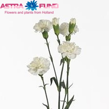 Dianthus tros 'White Smart' zdjęcie